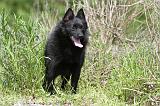 SCHIPPERKE 285